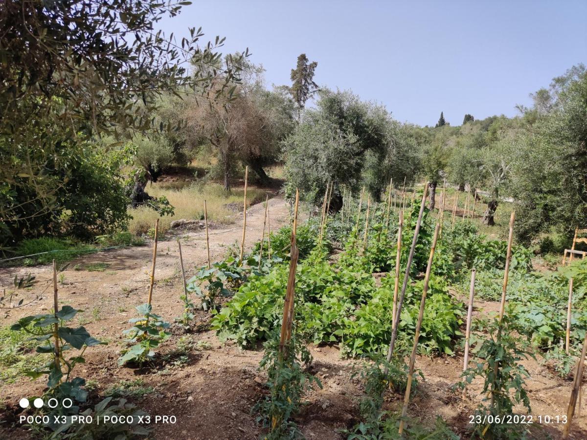 Corfu Oasis Studio Neochorakion Exterior photo